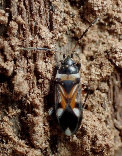 Raglius alboacuminatus